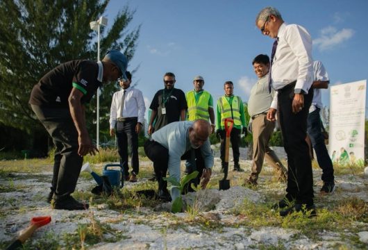 ގަސް އިންދުމުގެ ޙަރަކާތް/ފޮޓޯ: އެޗްޑީސީ